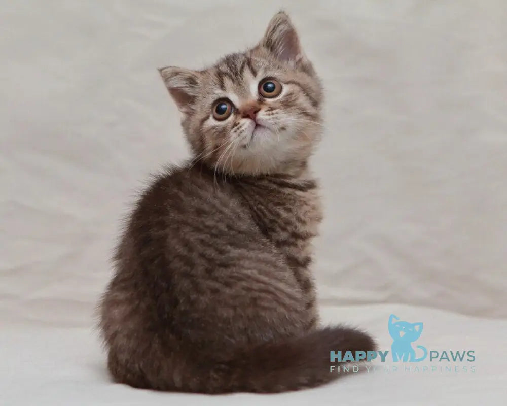 Nalim British Shorthair male chocolate spotted tabby live animals