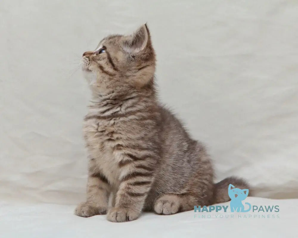 Nalim British Shorthair male chocolate spotted tabby live animals