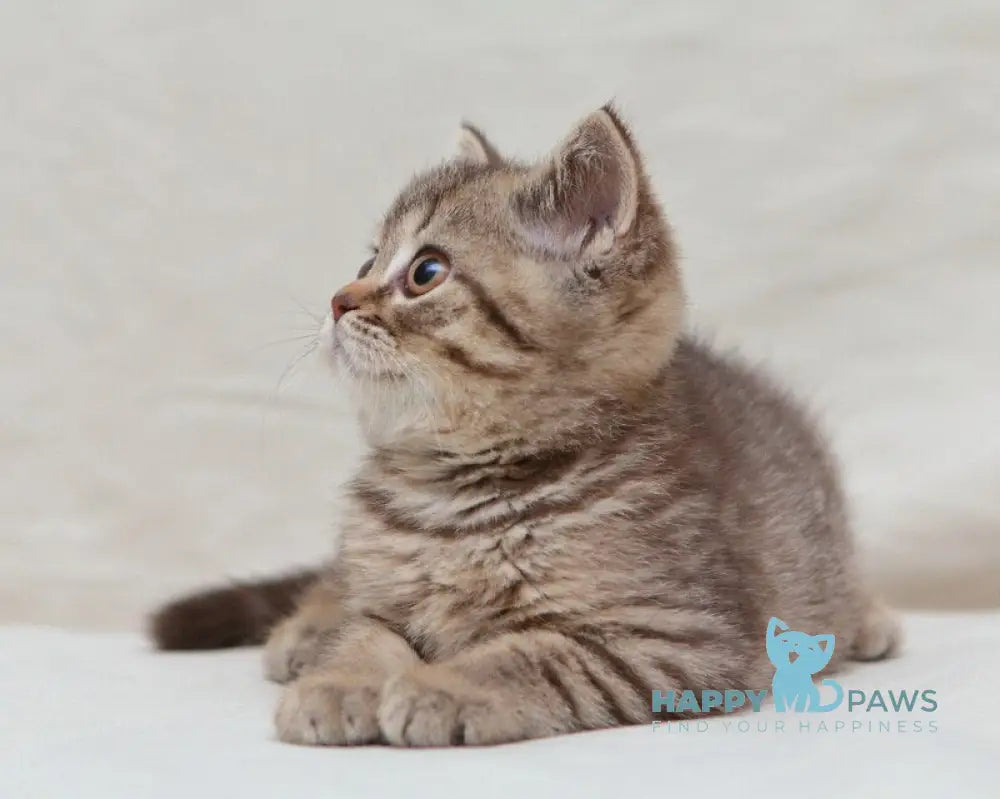 Nalim British Shorthair male chocolate spotted tabby live animals