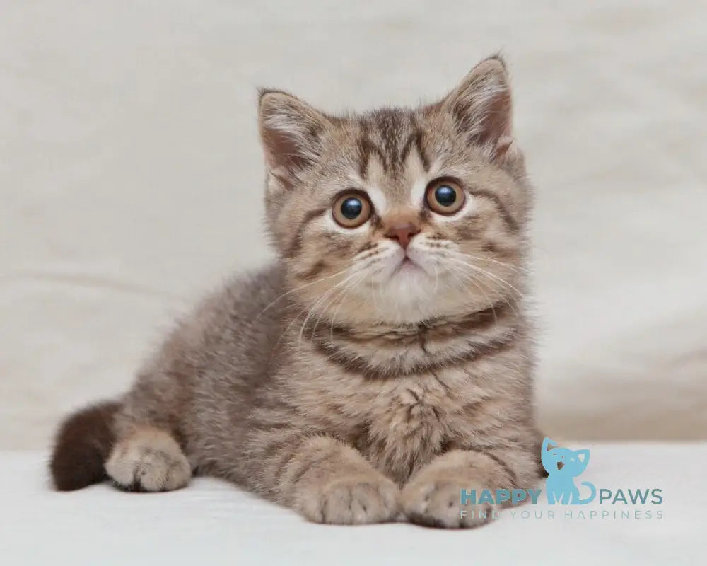 Nalim British Shorthair male chocolate spotted tabby live animals