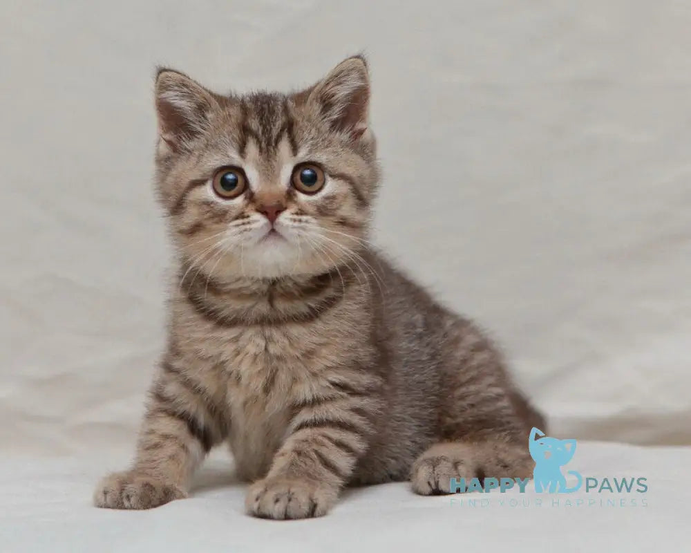 Nalim British Shorthair male chocolate spotted tabby live animals