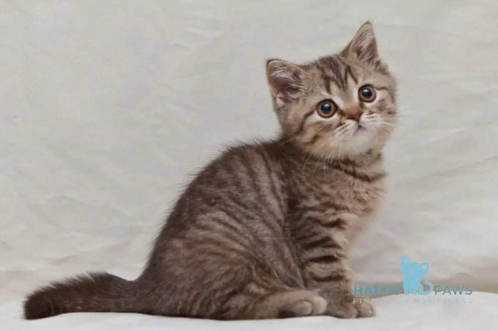 Nalim British Shorthair male chocolate spotted tabby live animals