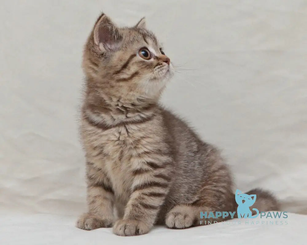Nalim British Shorthair male chocolate spotted tabby live animals