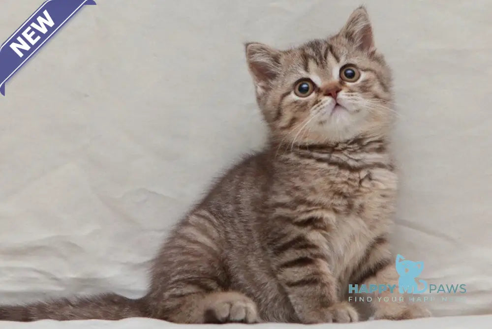 Nalim British Shorthair male chocolate spotted tabby live animals