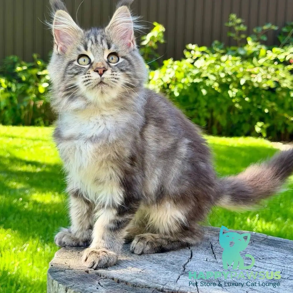Nalla Maine Coon female black tabby - live animals