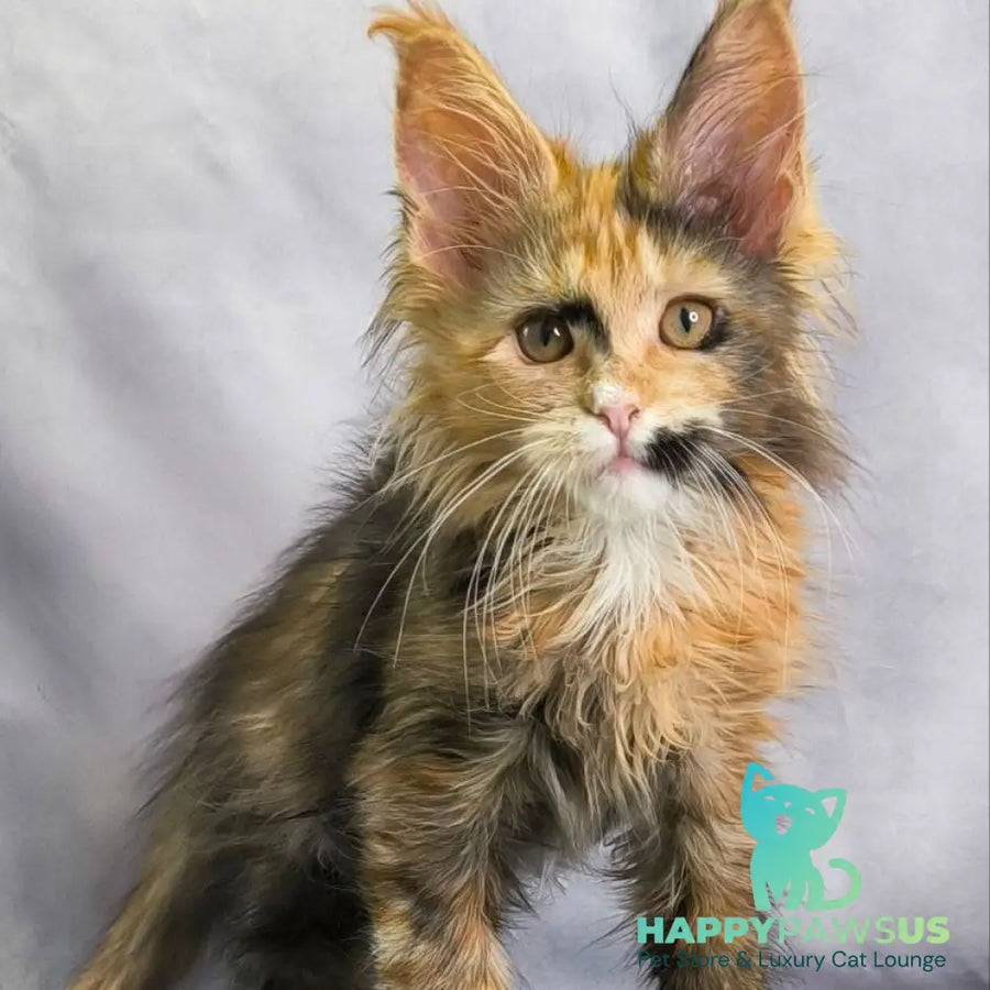 Nami Maine Coon polydactyl 5x5x6x6 female black tortie with white - live animals