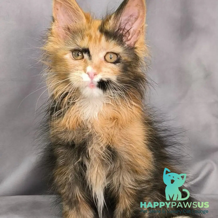 Nami Maine Coon polydactyl 5x5x6x6 female black tortie with white - live animals