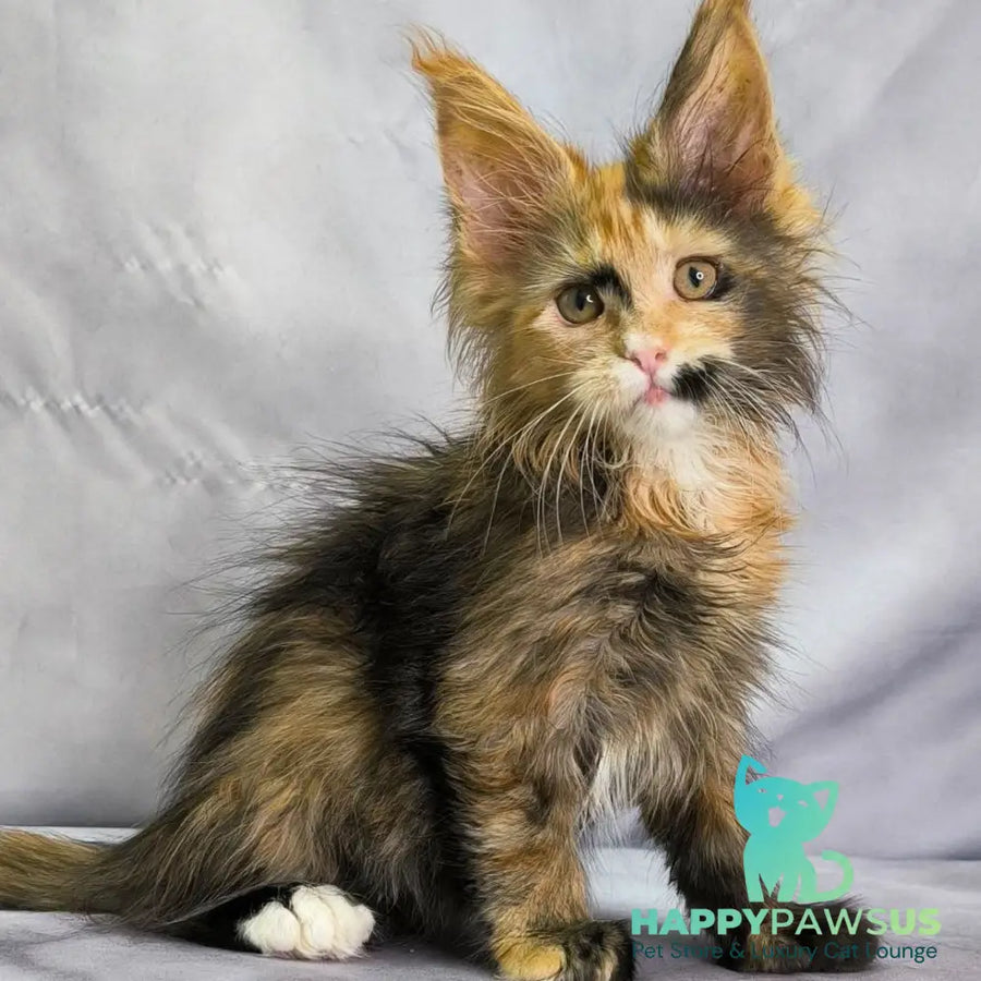 Nami Maine Coon polydactyl 5x5x6x6 female black tortie with white - live animals