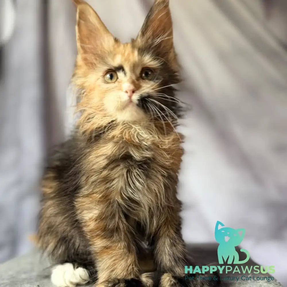 Nami Maine Coon polydactyl 5x5x6x6 female black tortie with white - live animals
