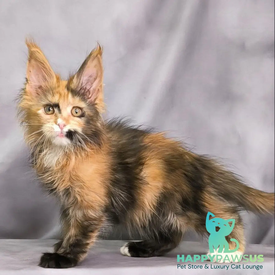 Nami Maine Coon polydactyl 5x5x6x6 female black tortie with white - live animals