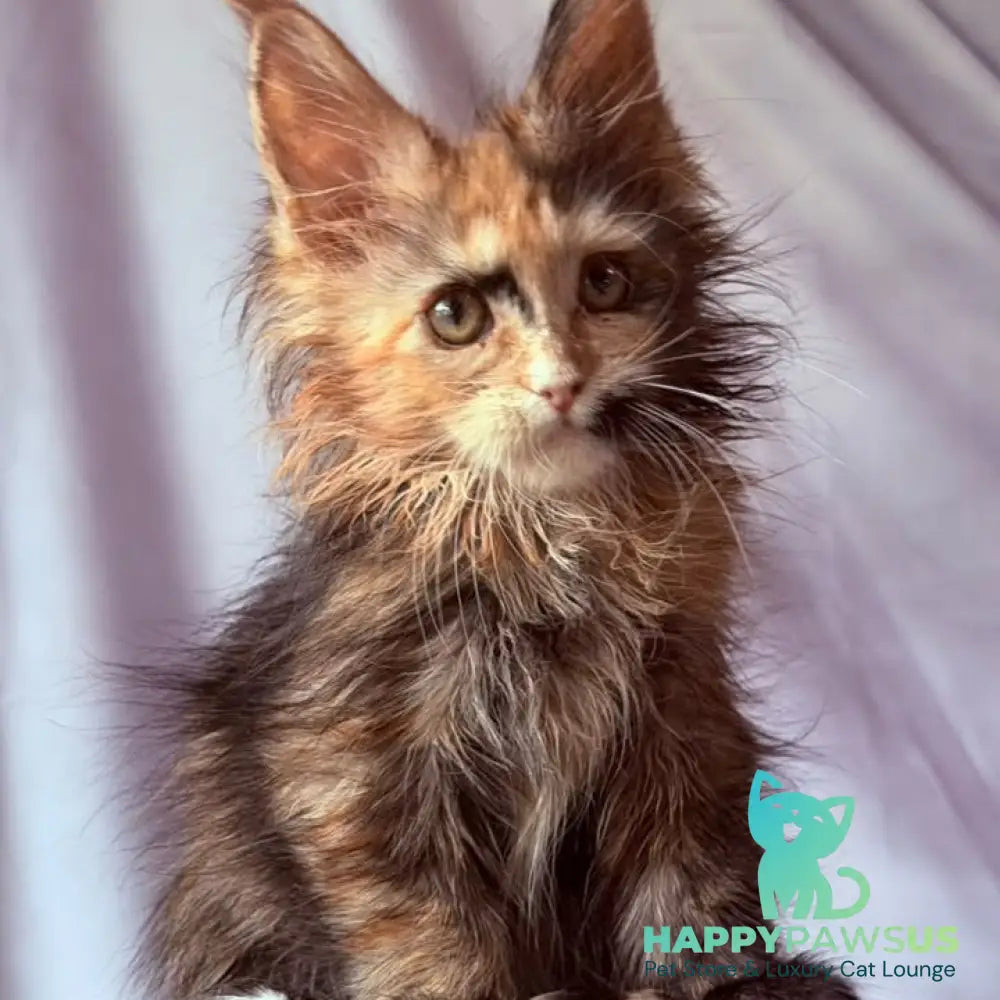 Nami Maine Coon polydactyl 5x5x6x6 female black tortie with white - live animals