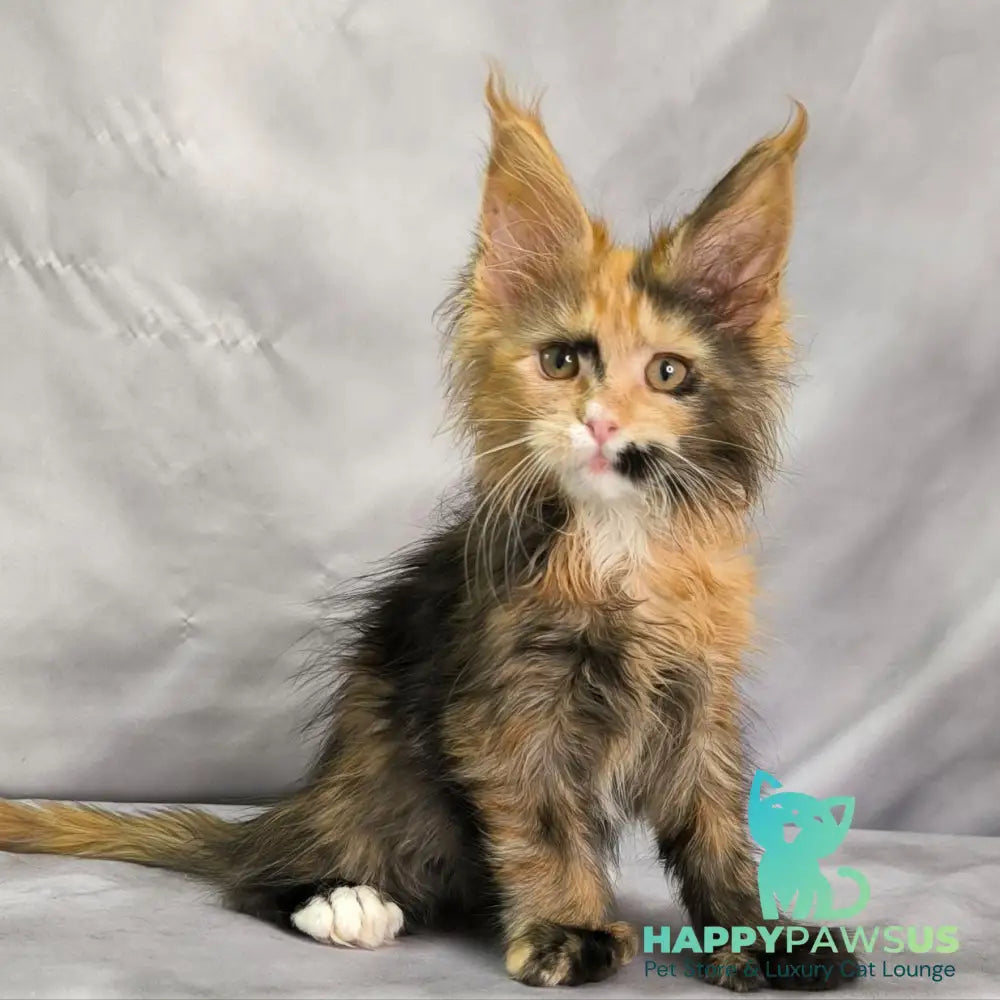 Nami Maine Coon polydactyl 5x5x6x6 female black tortie with white - live animals