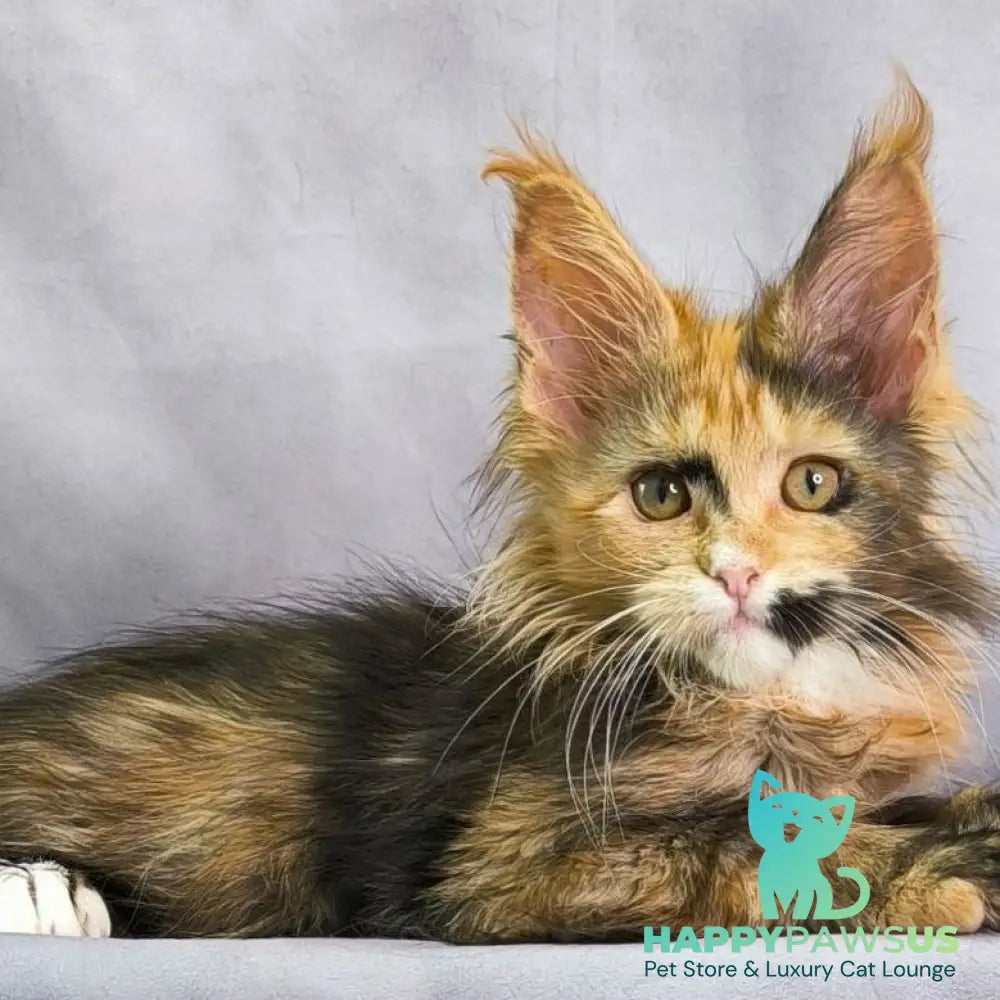 Nami Maine Coon polydactyl 5x5x6x6 female black tortie with white - live animals
