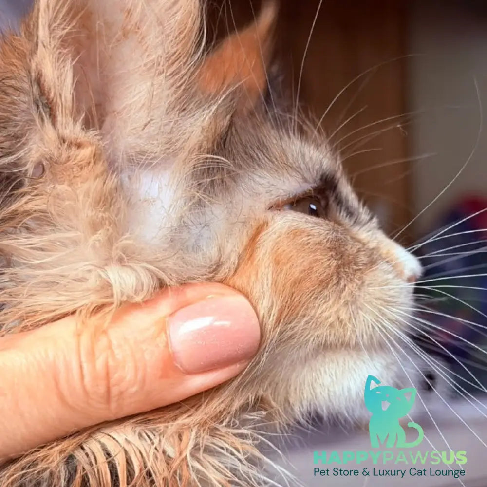 Nami Maine Coon polydactyl 5x5x6x6 female black tortie with white - live animals