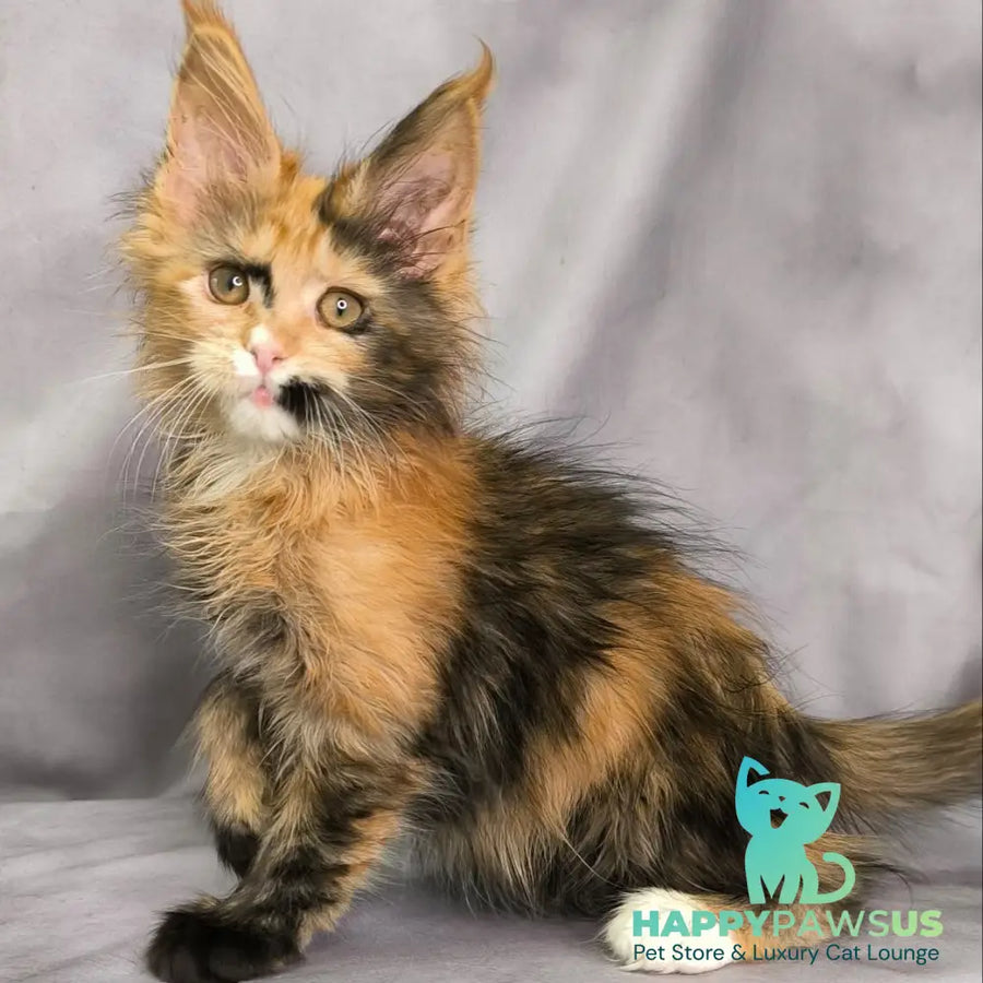 Nami Maine Coon polydactyl 5x5x6x6 female black tortie with white - live animals