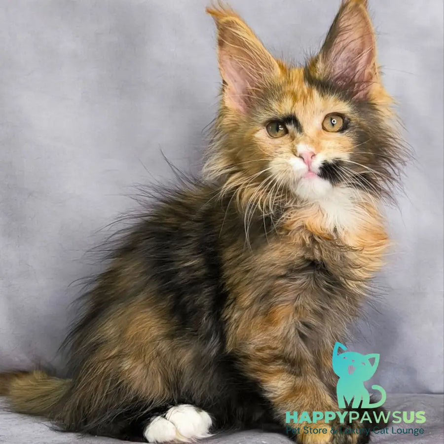 Nami Maine Coon polydactyl 5x5x6x6 female black tortie with white - live animals