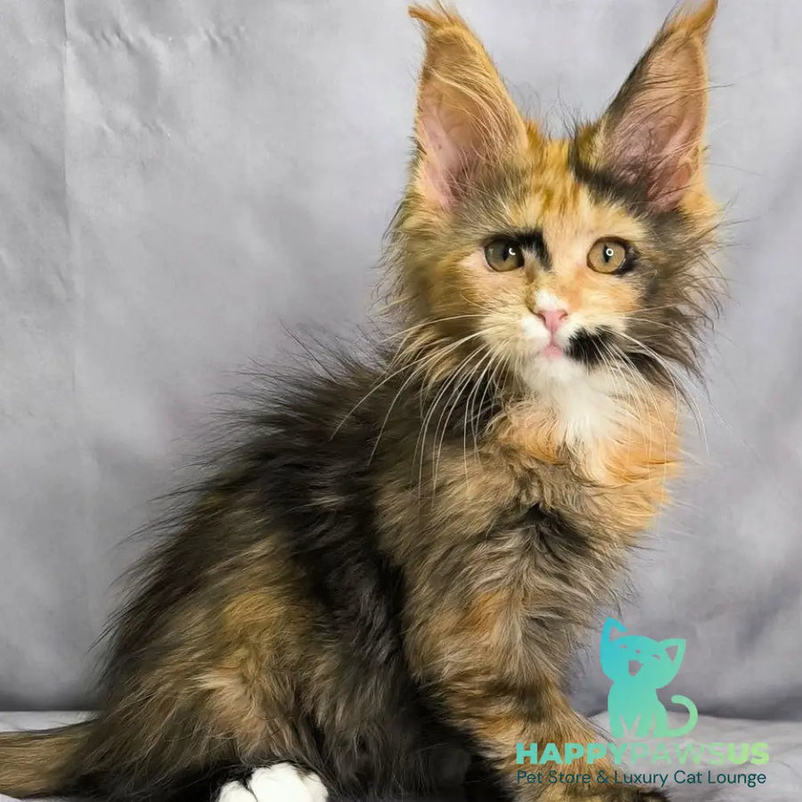 Nami Maine Coon polydactyl 5x5x6x6 female black tortie with white - live animals