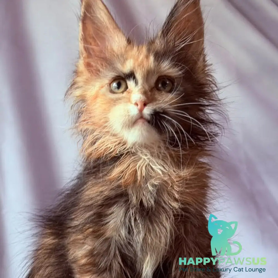 Nami Maine Coon polydactyl 5x5x6x6 female black tortie with white - live animals