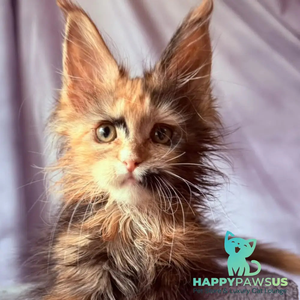 Nami Maine Coon polydactyl 5x5x6x6 female black tortie with white - live animals