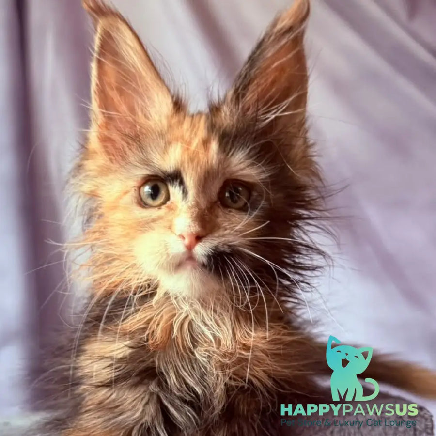 Nami Maine Coon polydactyl 5x5x6x6 female black tortie with white - live animals