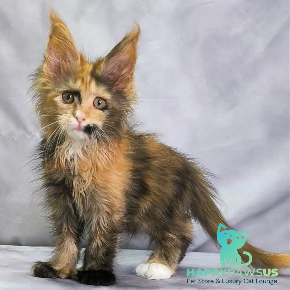 Nami Maine Coon polydactyl 5x5x6x6 female black tortie with white - live animals