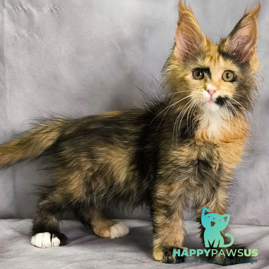 Nami Maine Coon polydactyl 5x5x6x6 female black tortie with white - live animals