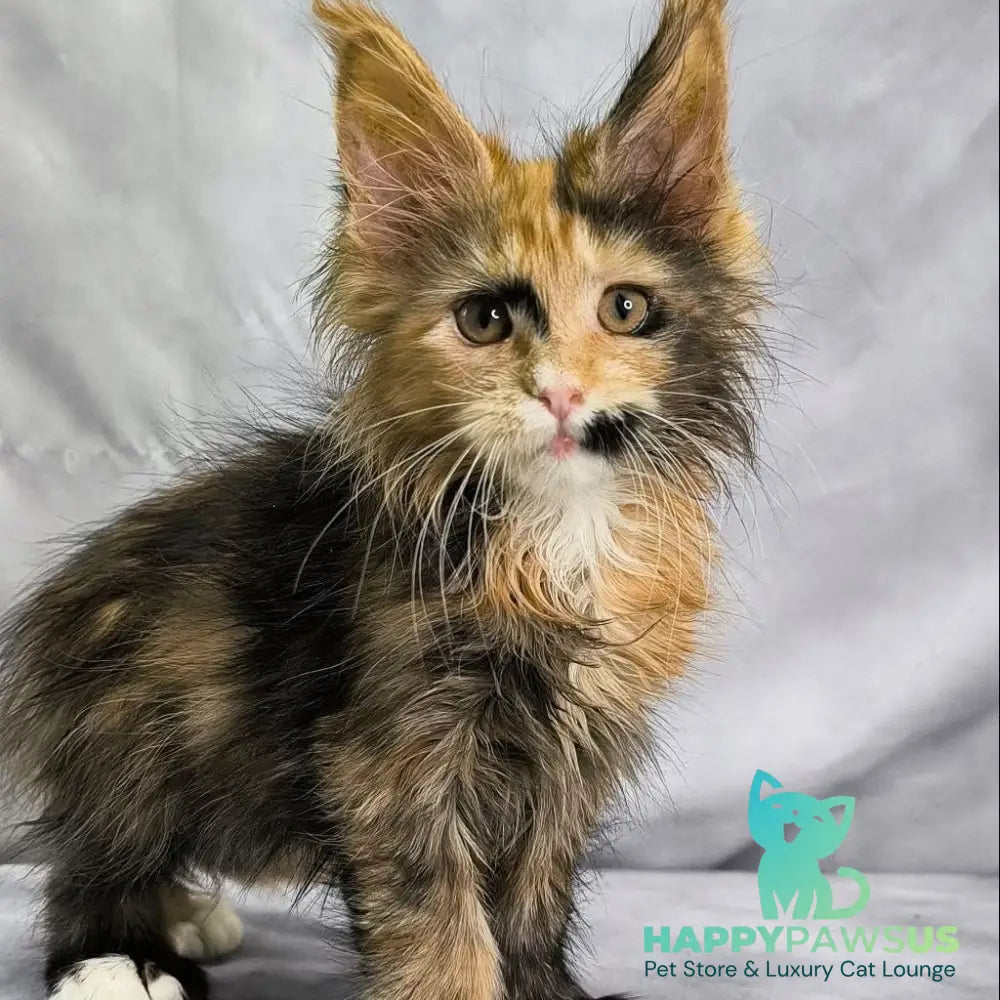Nami Maine Coon polydactyl 5x5x6x6 female black tortie with white - live animals