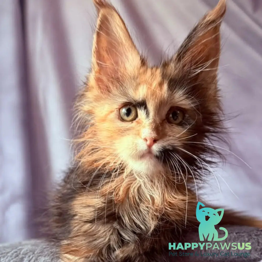 Nami Maine Coon polydactyl 5x5x6x6 female black tortie with white - live animals