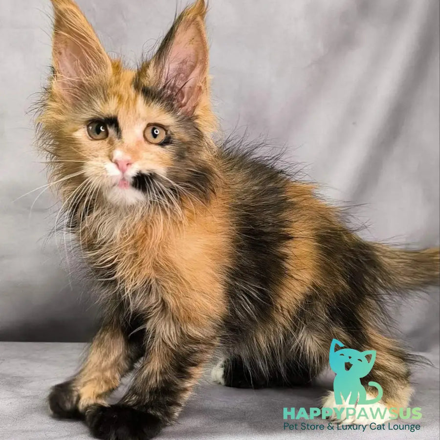 Nami Maine Coon polydactyl 5x5x6x6 female black tortie with white - live animals