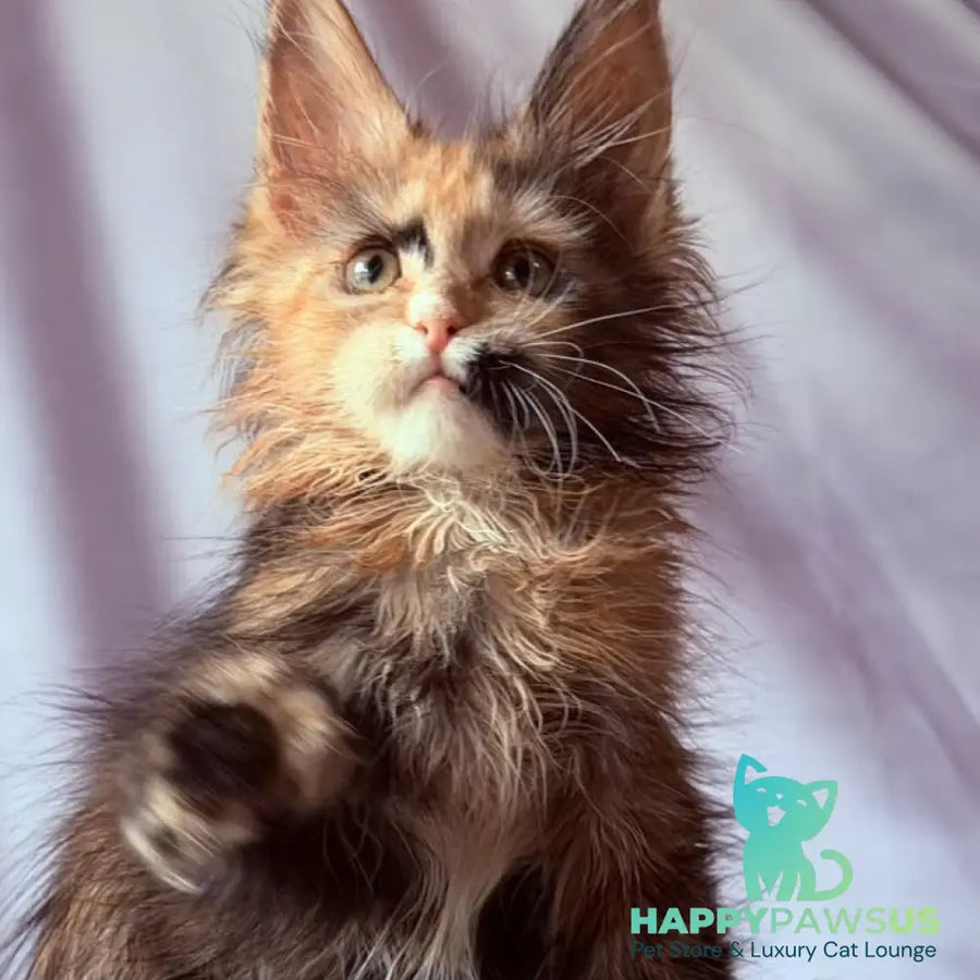 Nami Maine Coon polydactyl 5x5x6x6 female black tortie with white - live animals
