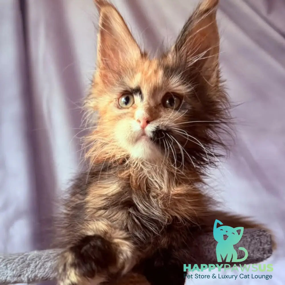 Nami Maine Coon polydactyl 5x5x6x6 female black tortie with white - live animals