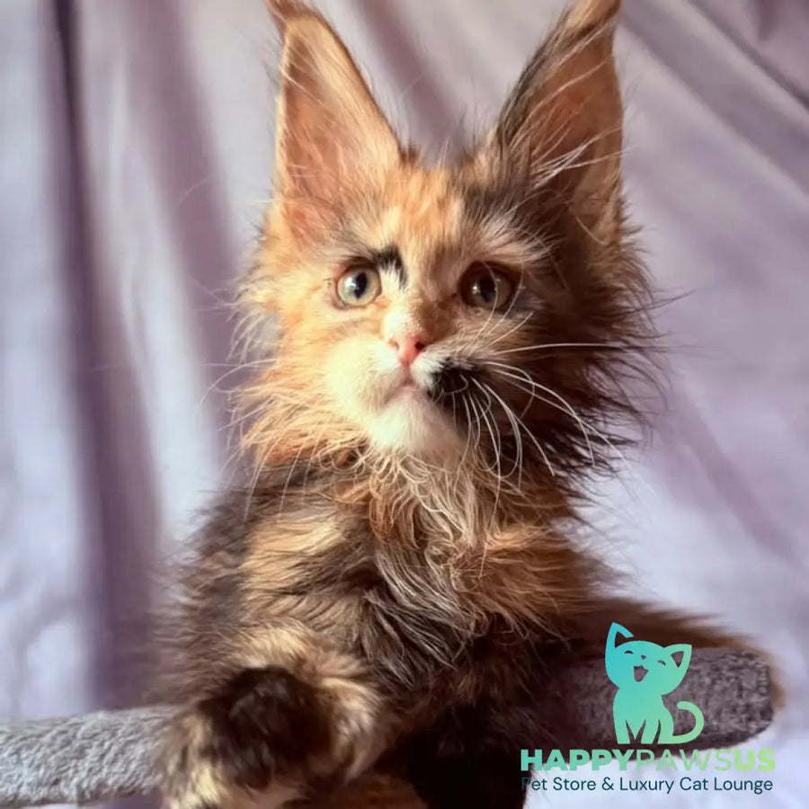 Nami Maine Coon polydactyl 5x5x6x6 female black tortie with white - live animals