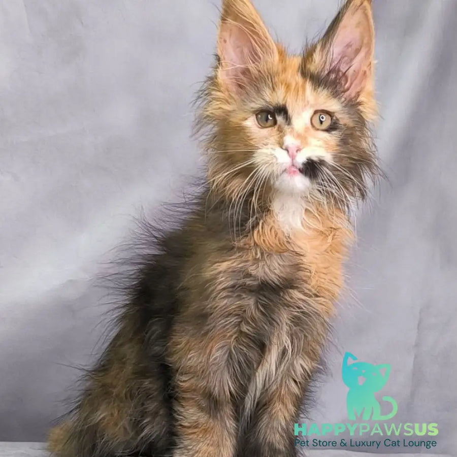 Nami Maine Coon polydactyl 5x5x6x6 female black tortie with white - live animals