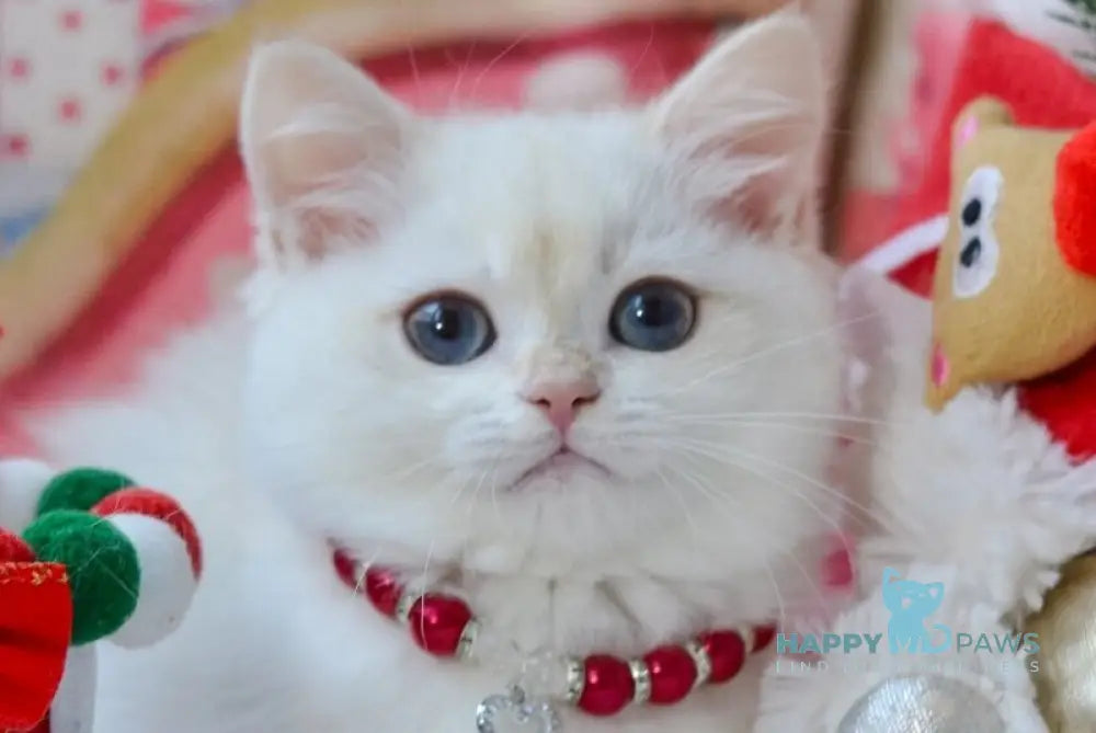 Nana British Shorthair female black golden chinchilla pointed live animals