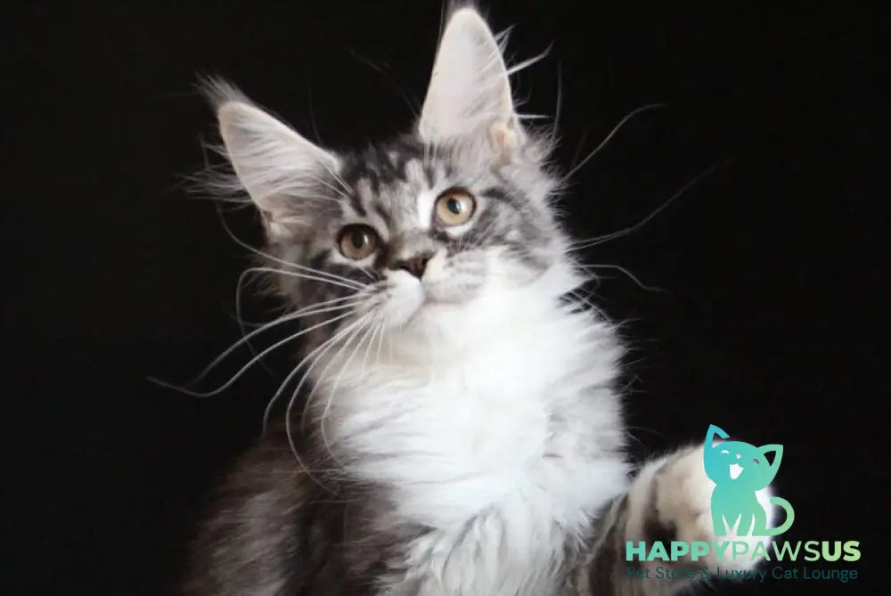 Nana Maine Coon female black silver tabby with white live animals