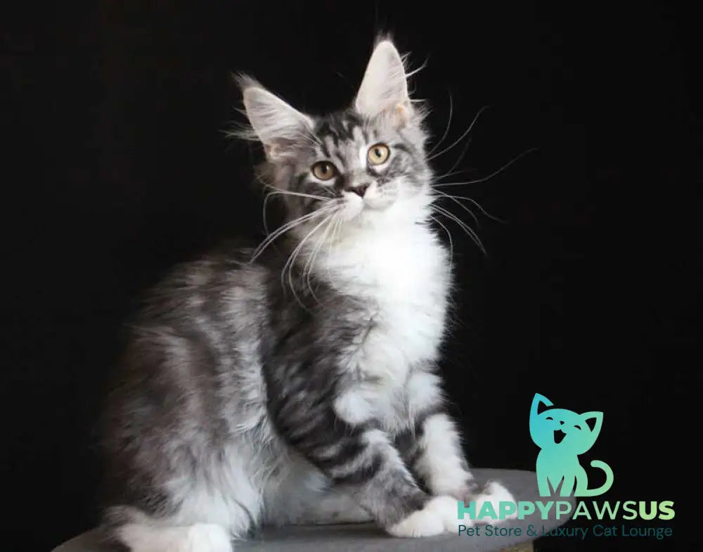 Nana Maine Coon female black silver tabby with white live animals
