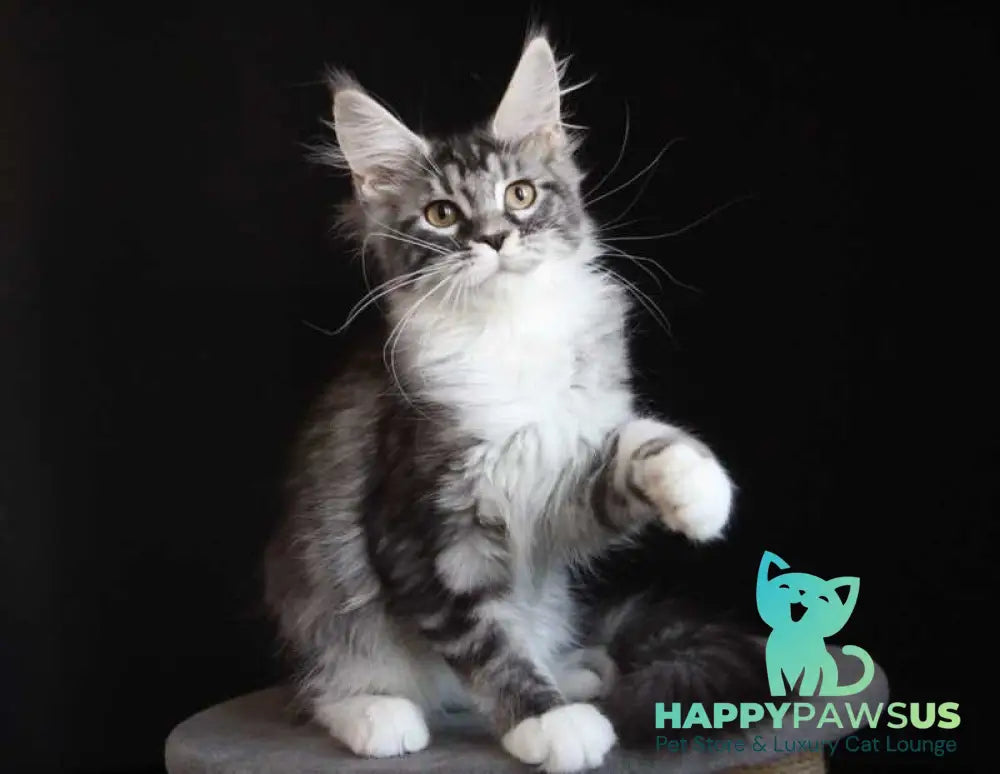 Nana Maine Coon female black silver tabby with white live animals