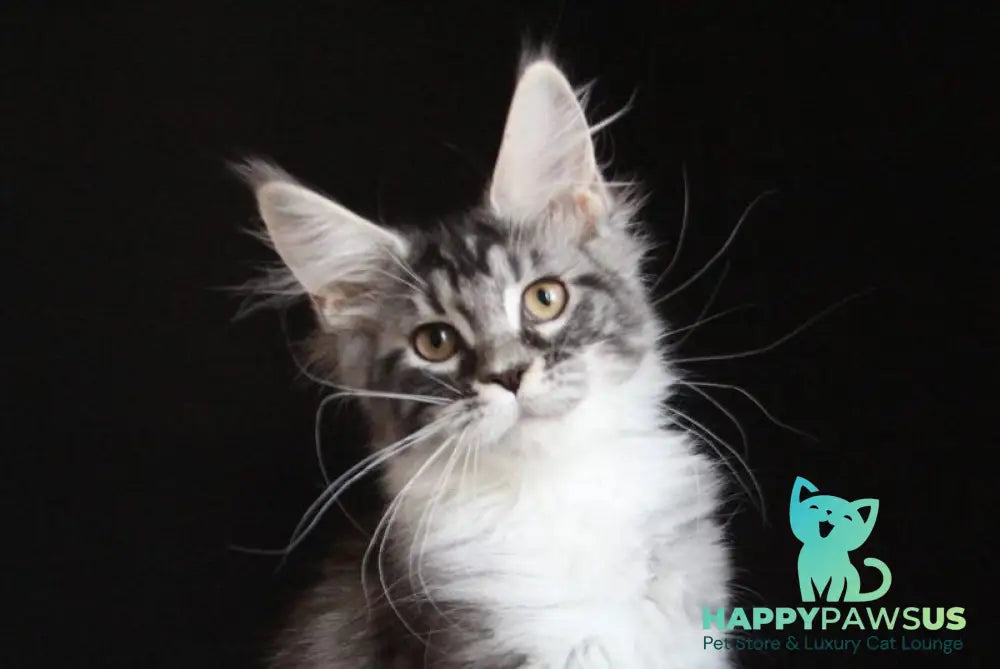 Nana Maine Coon female black silver tabby with white live animals