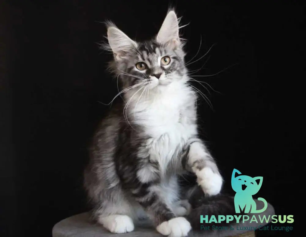 Nana Maine Coon female black silver tabby with white live animals