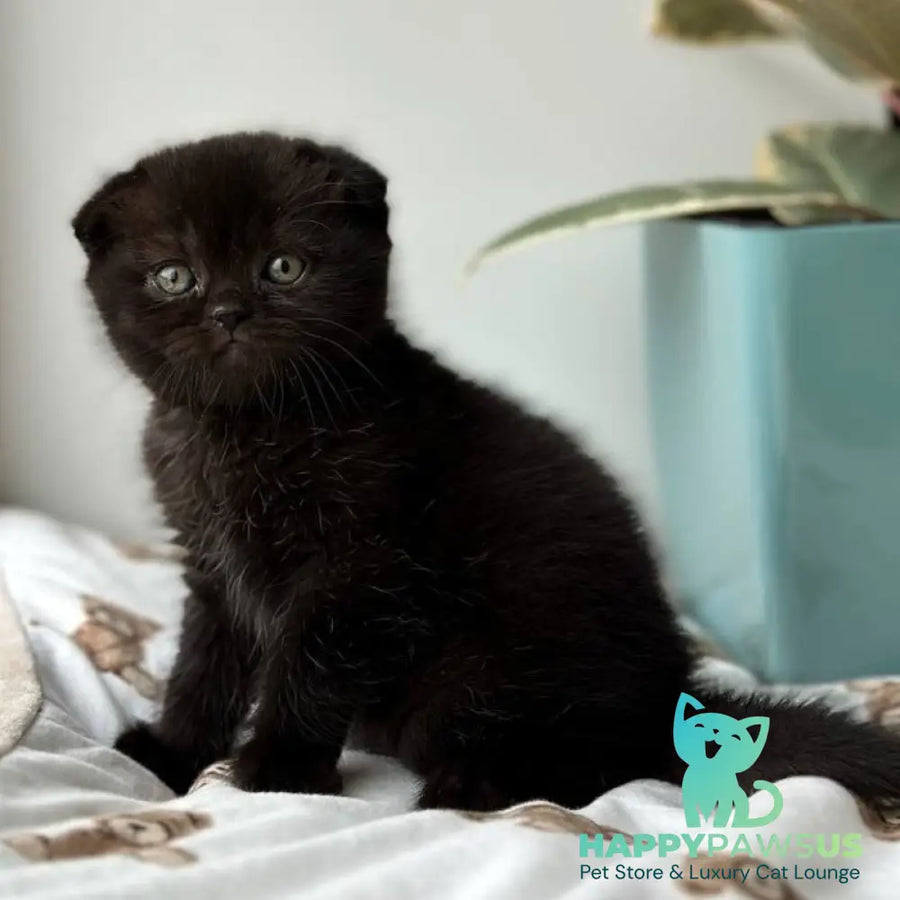 Nana Scottish Fold female black - live animals