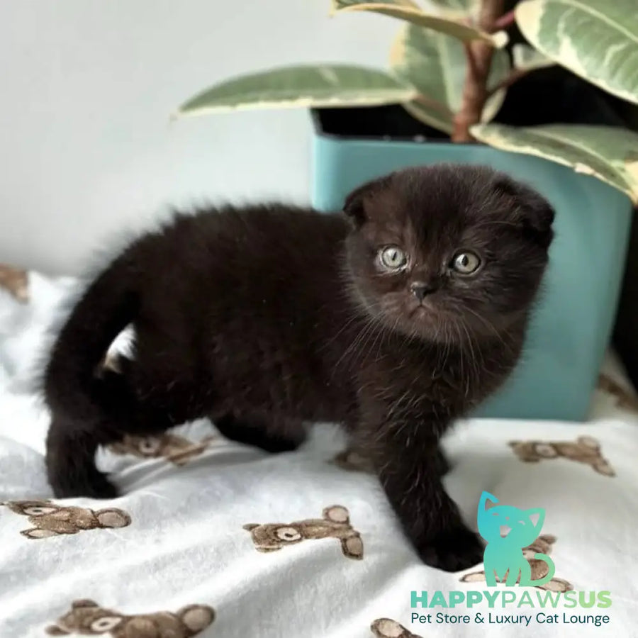 Nana Scottish Fold female black - live animals