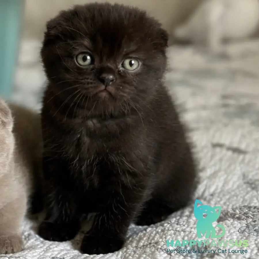 Nana Scottish Fold female black - live animals
