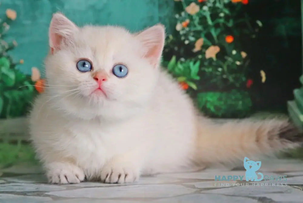 Nancy British Shorthair female black golden shaded pointed live animals