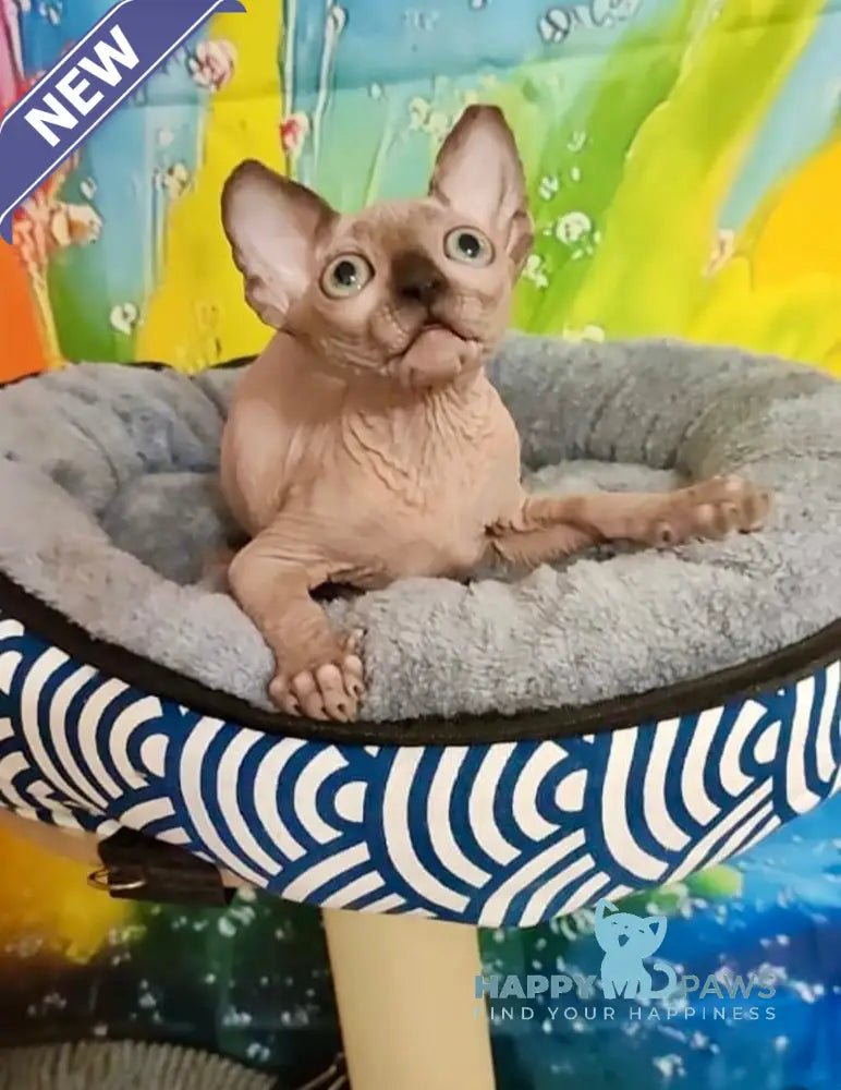 Nancy Canadian Sphynx female chocolate pointed live animals