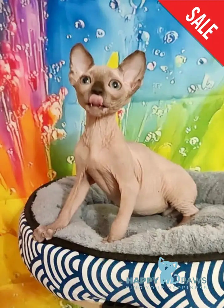 Nancy Canadian Sphynx female chocolate pointed live animals