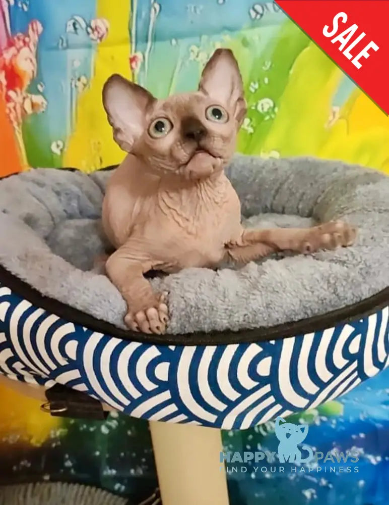 Nancy Canadian Sphynx female chocolate pointed live animals