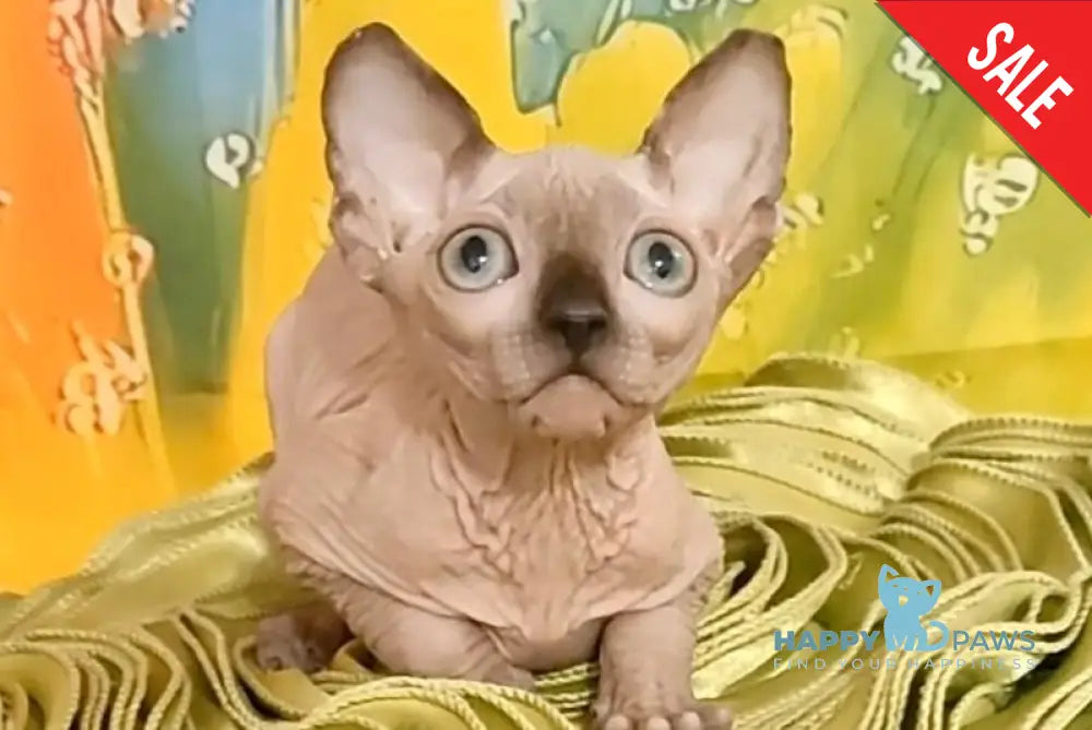 Nancy Canadian Sphynx female chocolate pointed live animals