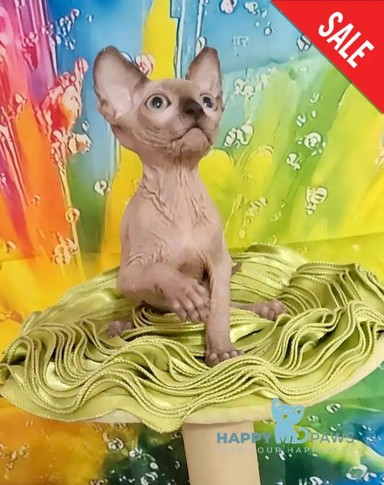 Nancy Canadian Sphynx female chocolate pointed live animals