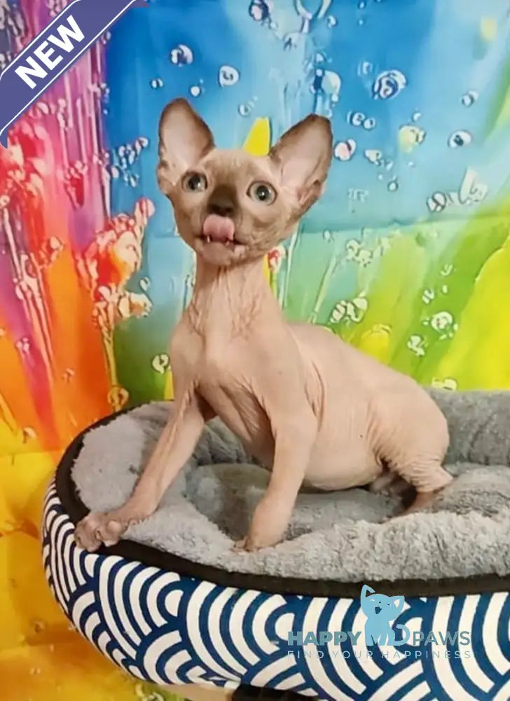 Nancy Canadian Sphynx female chocolate pointed live animals