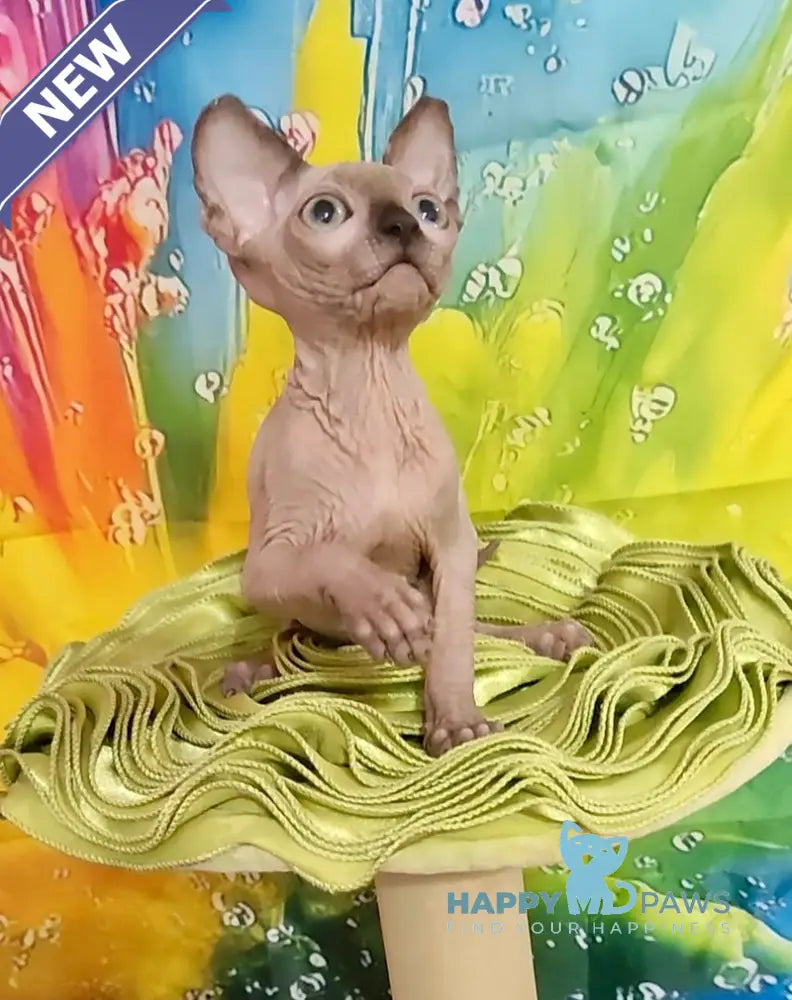 Nancy Canadian Sphynx female chocolate pointed live animals